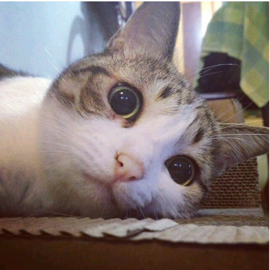 毛毛君