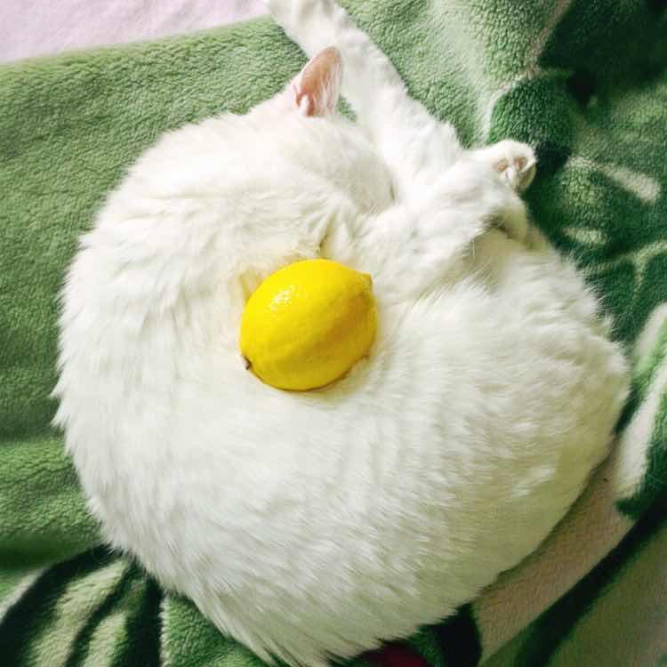 侯琦