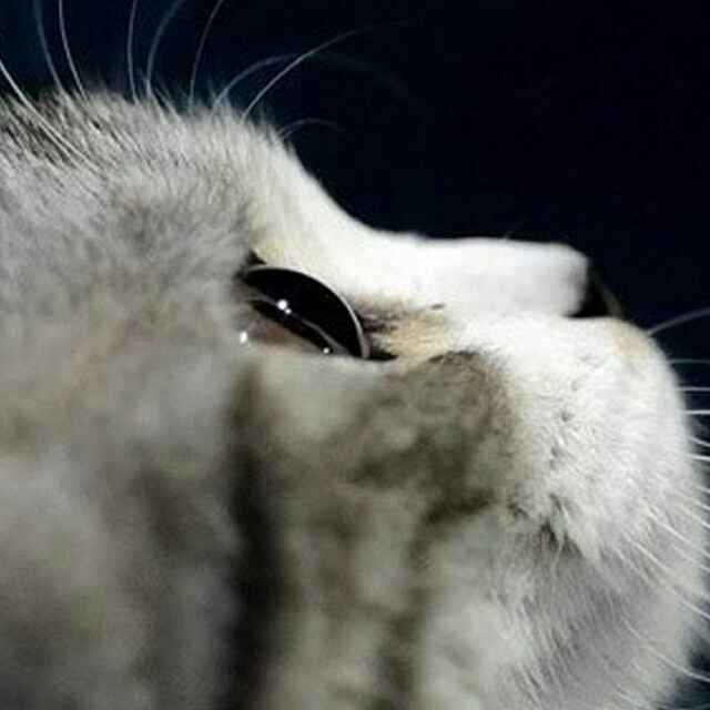 黑色柳丁