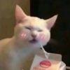 是你猫先生