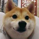 (=￣ω￣=)喵了个汪