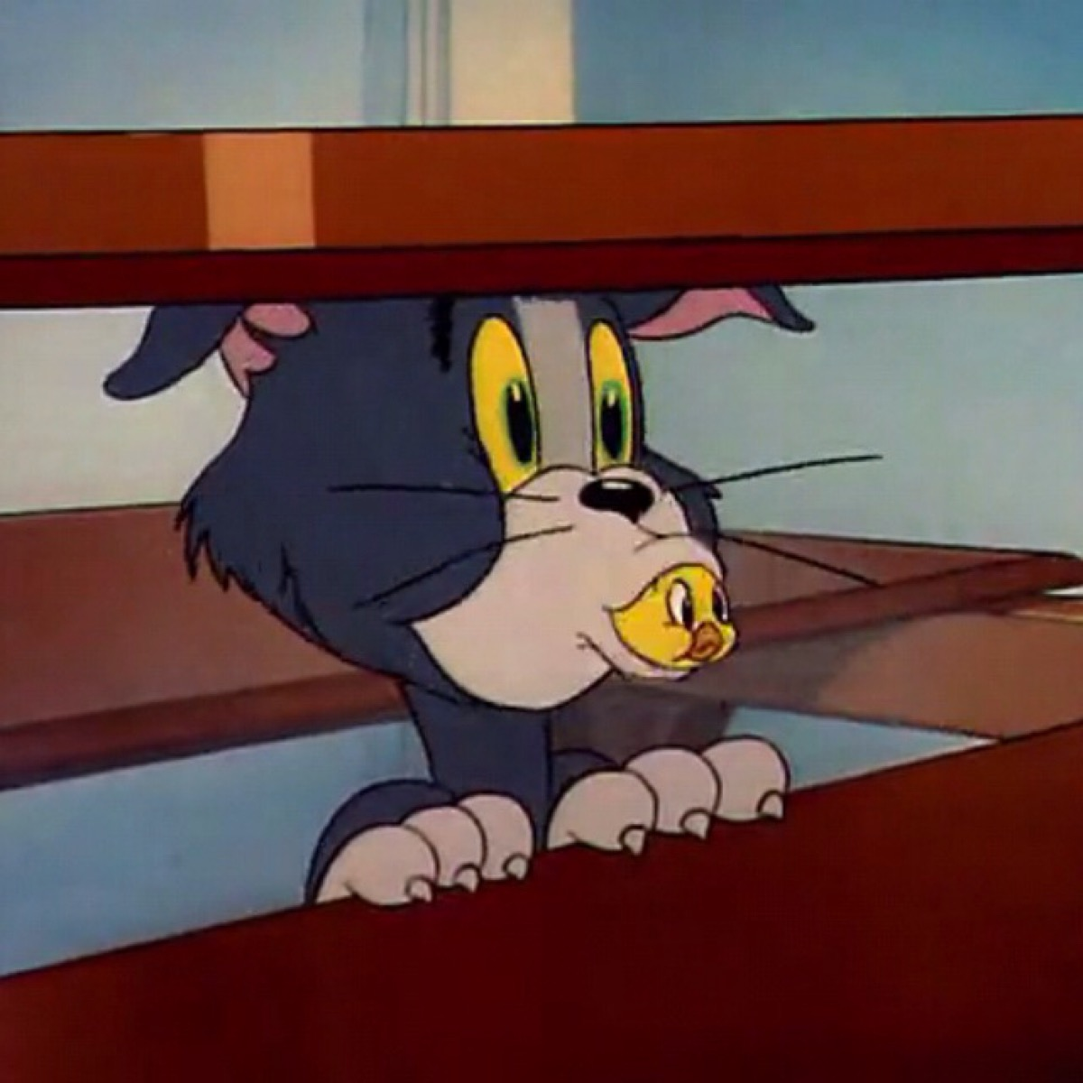 会发光的兽医✨