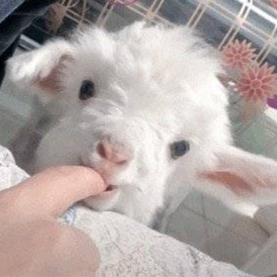 Puff