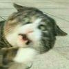 BOAMY
