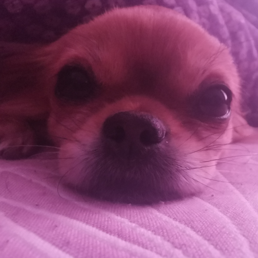 丢丢小狗子