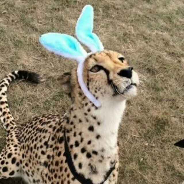 Iceiceice