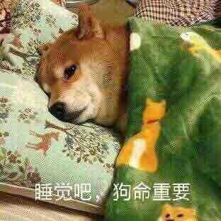毛孩z