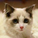咸鱼的猫爪桑