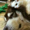 Betrayal-