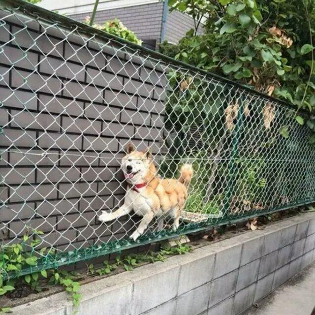 戴眼镜的猫