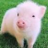 猪猪🐷男孩