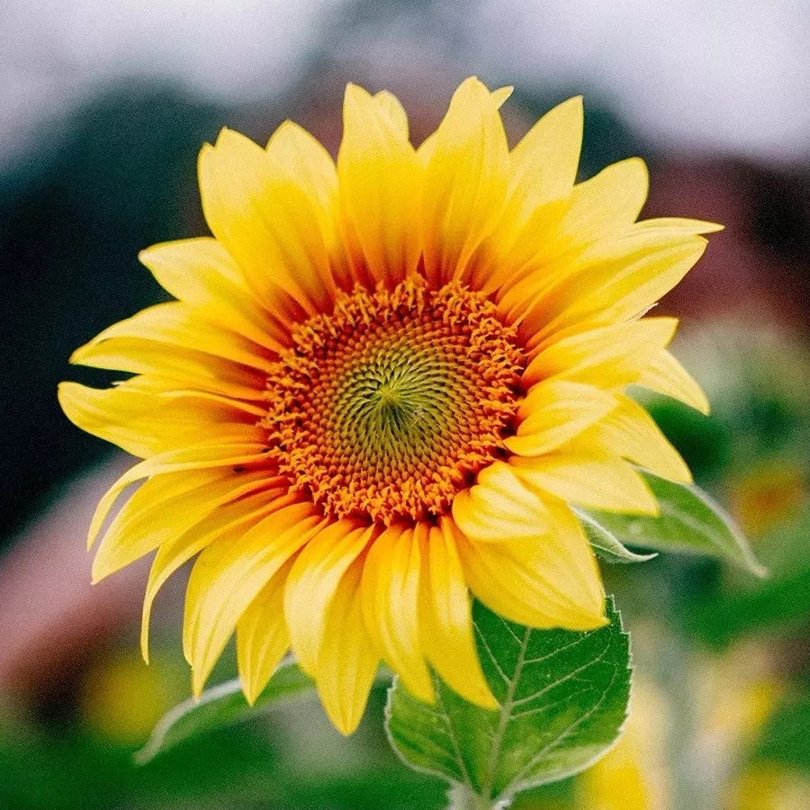 自信天下一支笔