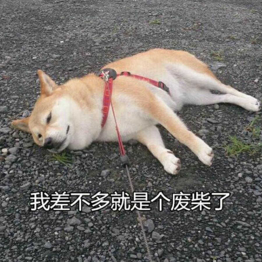 柴柴Whampoa　 Chai