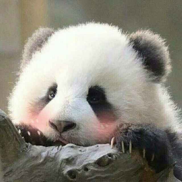 墨兮