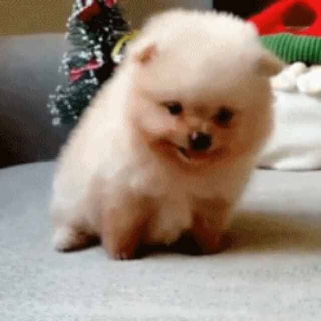 子雅