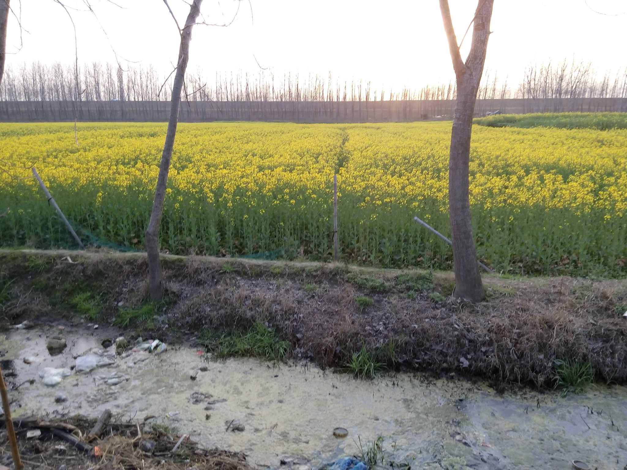 王炎