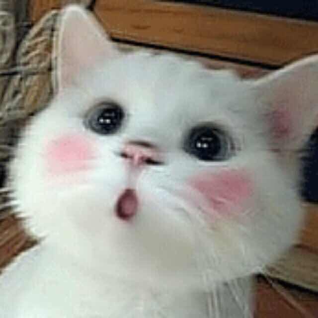 摩卡