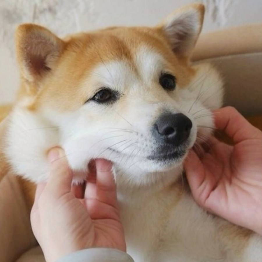 告白