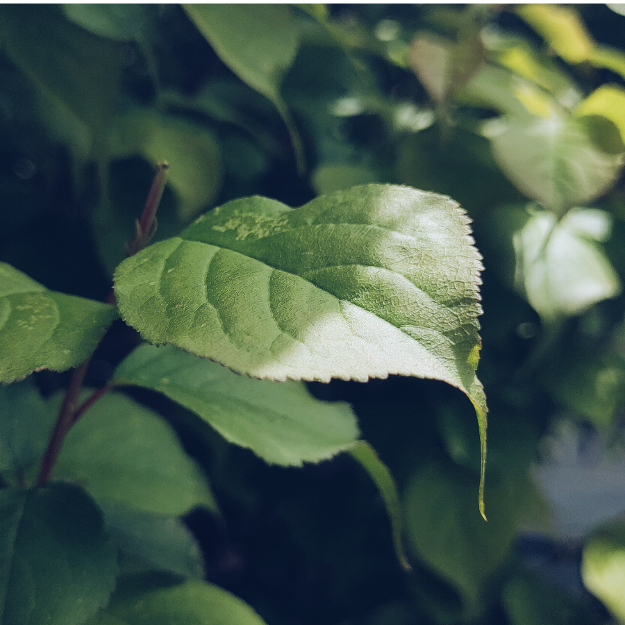 应激性爬墙重症患者