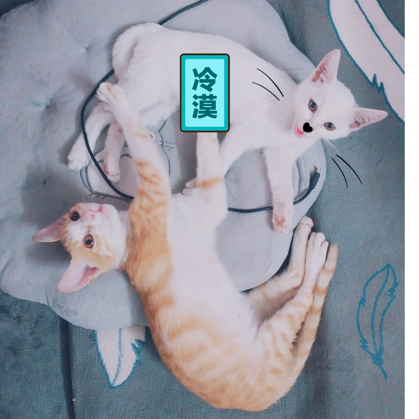 猫咪冷漠