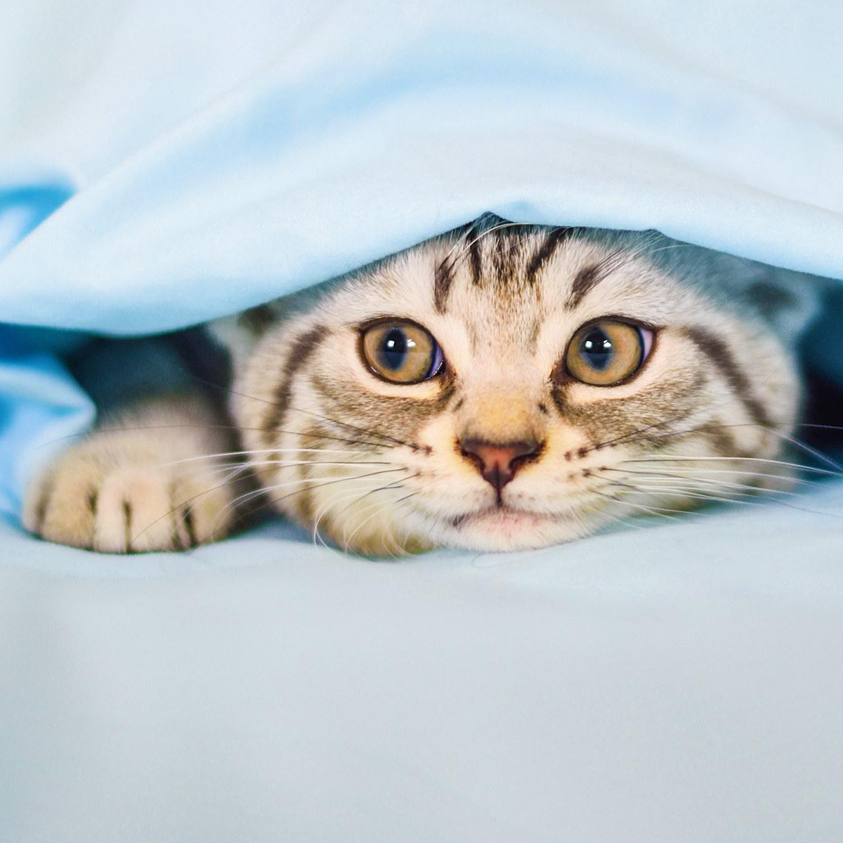 退堂鼓表演大师