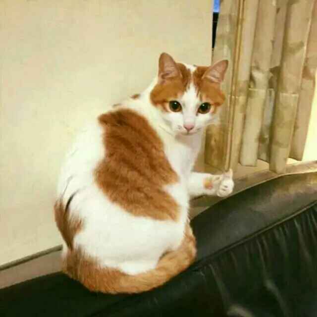 楚含笑