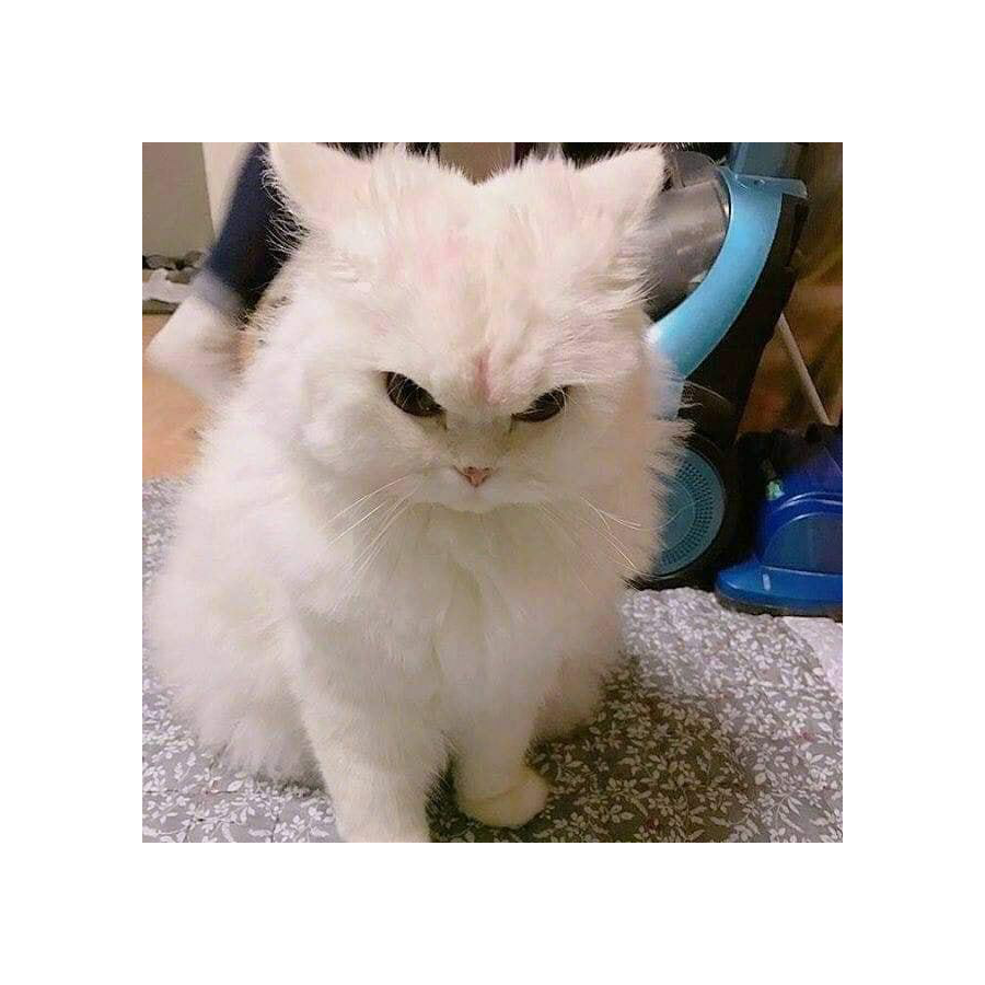 伊冢念