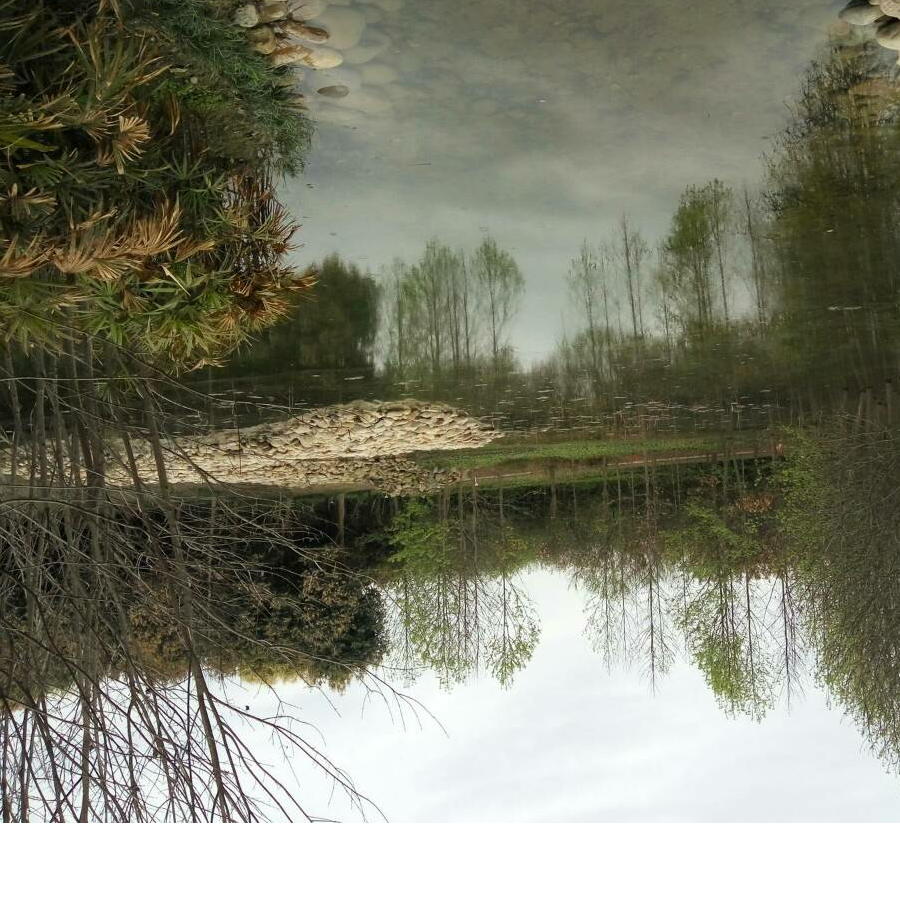 会飞的虎