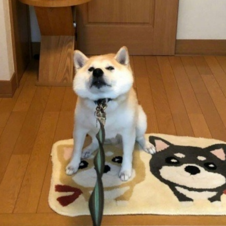 二狗子家的贤鱼