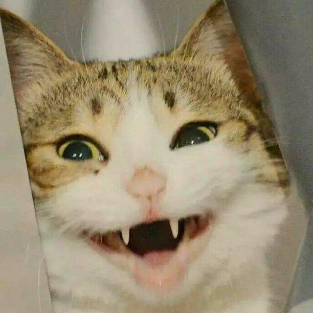 青梅煮茶