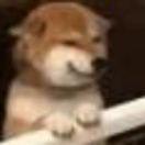 惊呆