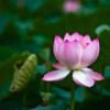 飞镖侠_xuan