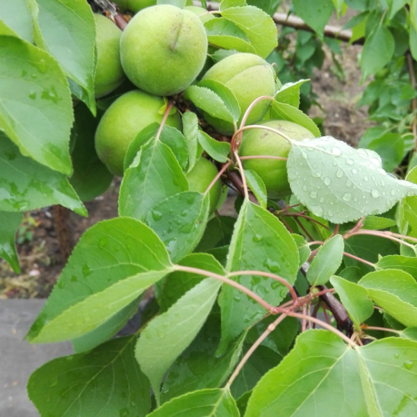 醉雨