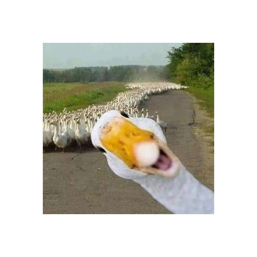 咕咕