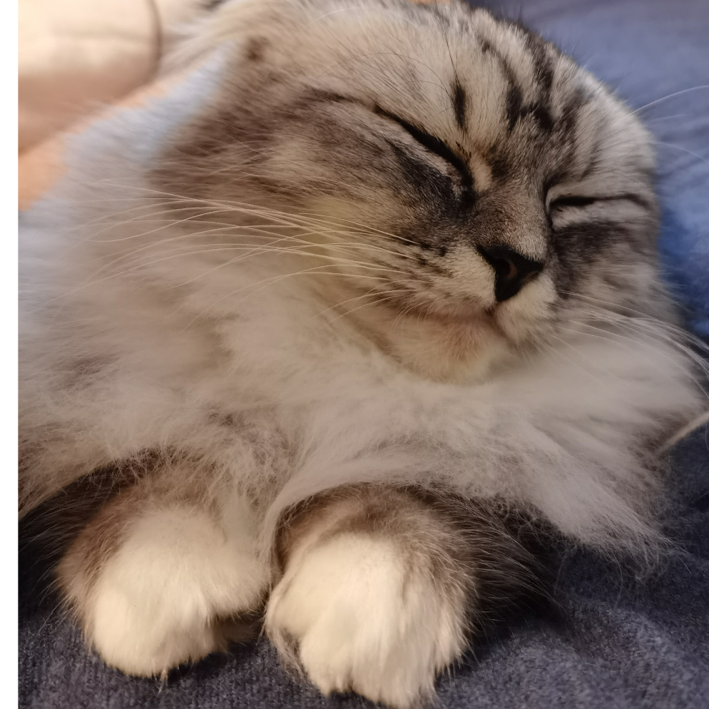 小咩