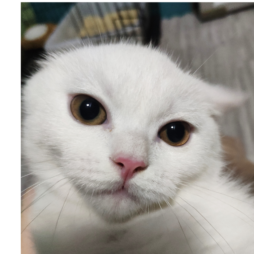 小猫Terry