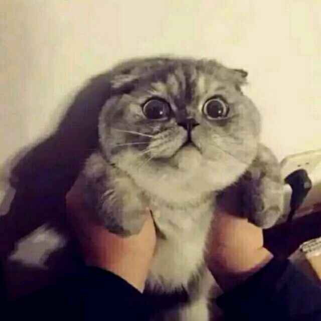 蓝阿兰。