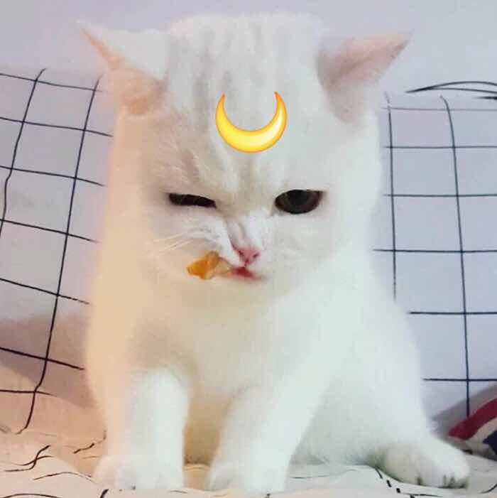 ✨👼小福星👿✨