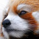 贞人甲