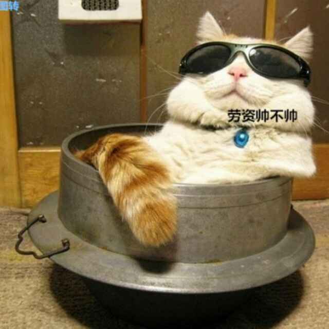 虎皮猫大王