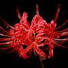 Lycoris-radiata