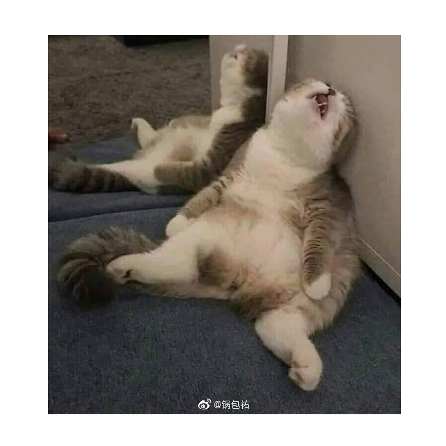 没蛋蛋的猫