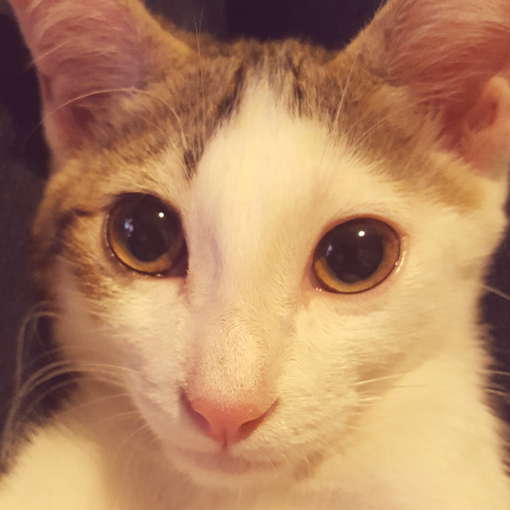 我的猫叫小司