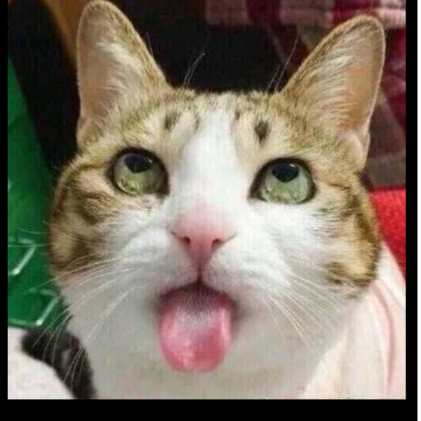 手机用户