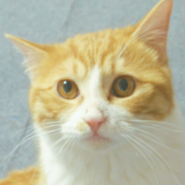 NyanNyan