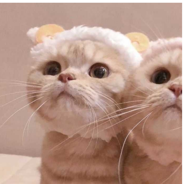 小兔子乖乖