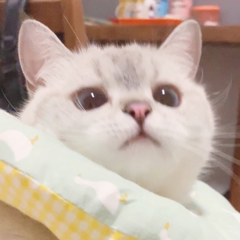 薄念