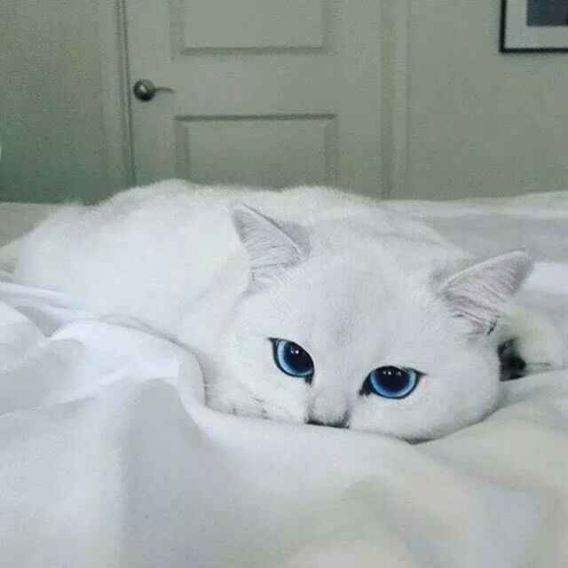 琥珀人生
