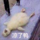 秋秋
