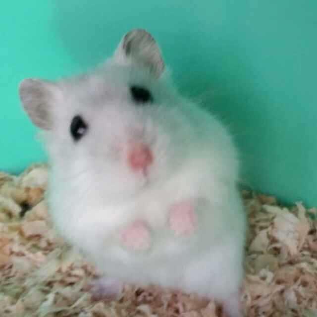 安奈(づ ●─● )づ